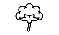 כותנה אורגנית